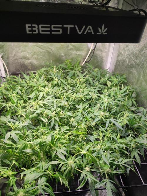 Hydro Aero French Eternity Grow Cup 2026. Week 8 - Jour 50