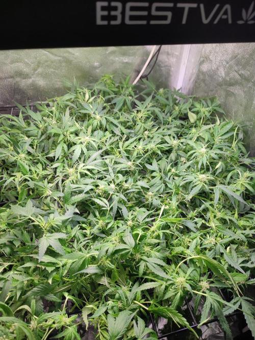 Hydro Aero French Eternity Grow Cup 2026. Week 8 - Jour 50