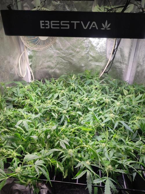 Hydro Aero French Eternity Grow Cup 2026. Week 8 - Jour 50