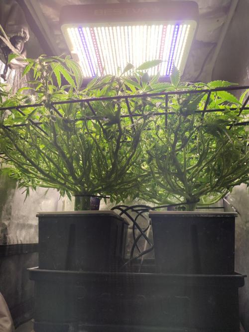 Hydro Aero French Eternity Grow Cup 2026. Week 8 - Jour 50