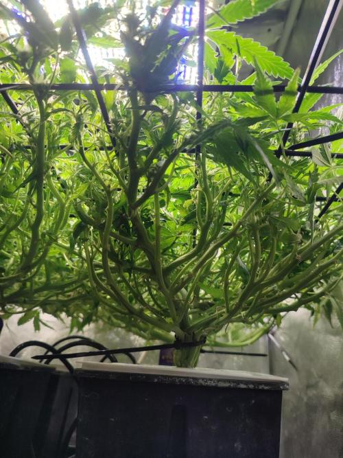 Hydro Aero French Eternity Grow Cup 2026. Week 8 - Le jour 50