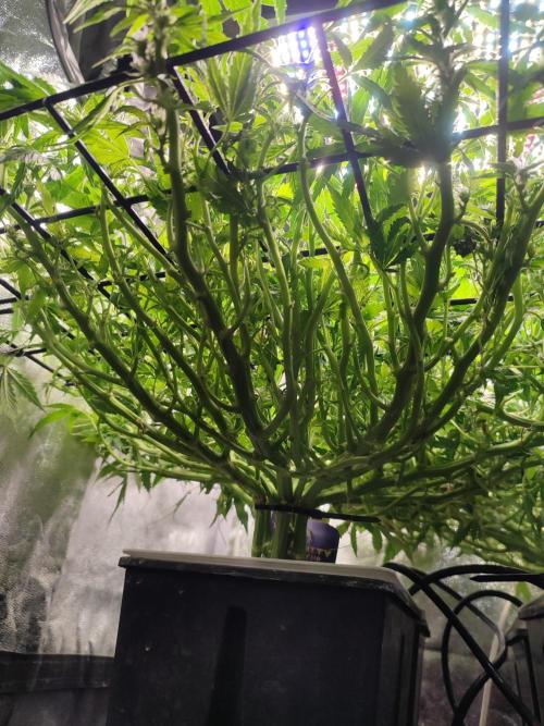 Hydro Aero French Eternity Grow Cup 2026. Week 8 - Jour 50