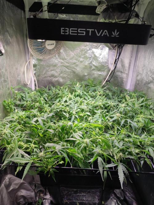 Hydro Aero French Eternity Grow Cup 2026. Week 8 - Jour 50