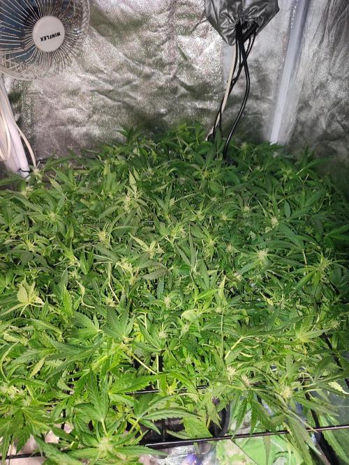 Hydro Aero French Eternity Grow Cup 2026. Week 8 - Jour 49