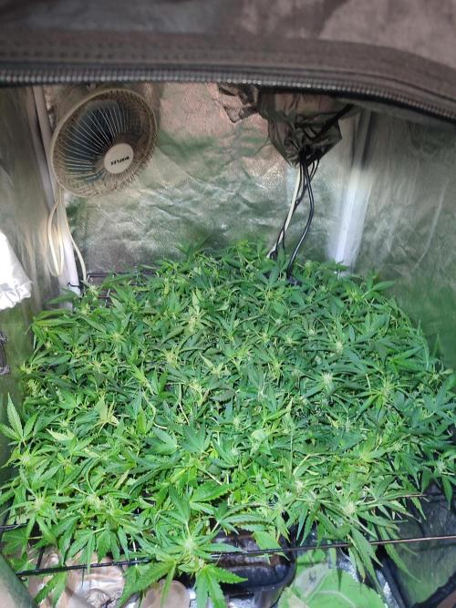 Hydro Aero French Eternity Grow Cup 2026. Week 8
