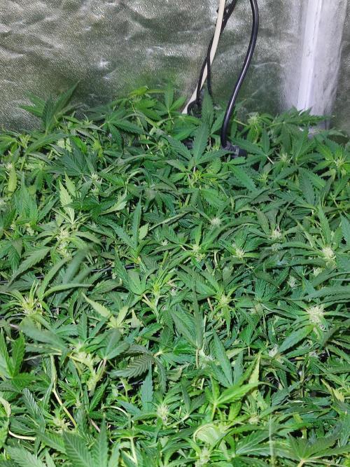 Hydro Aero French Eternity Grow Cup 2026. Week 8