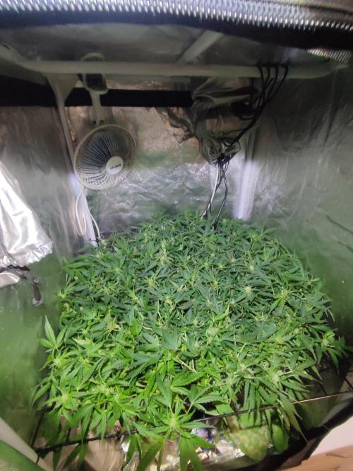 Hydro Aero French Eternity Grow Cup 2026. Week 8 - 49