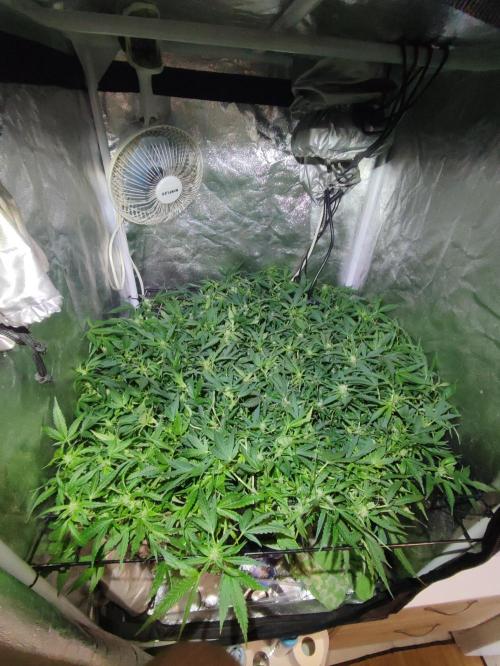 Hydro Aero French Eternity Grow Cup 2026. Week 8 - 49