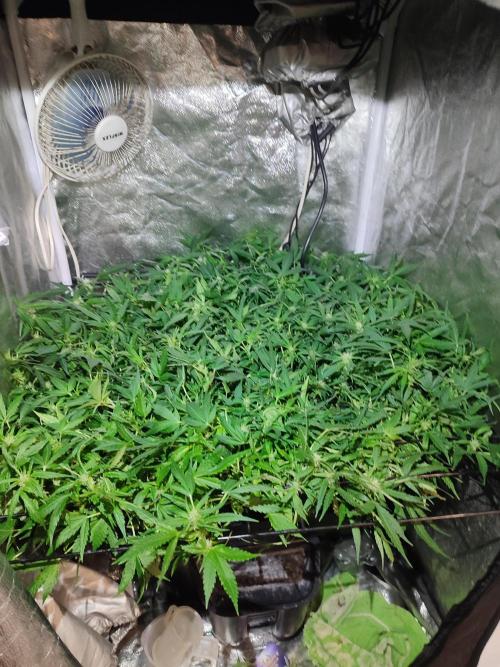Hydro Aero French Eternity Grow Cup 2026. Week 8 - 49