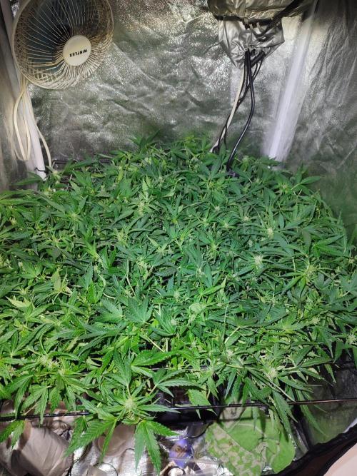 Hydro Aero French Eternity Grow Cup 2026. Week 8 - Jour 50