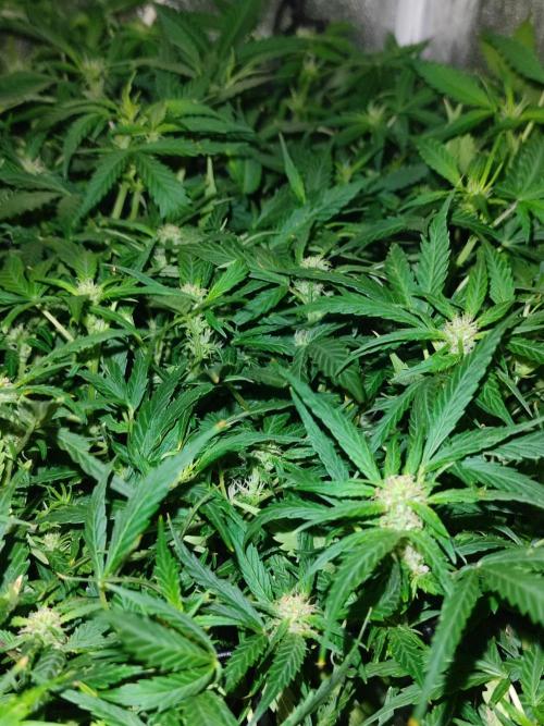 Hydro Aero French Eternity Grow Cup 2026. Week 8 - Jour 51