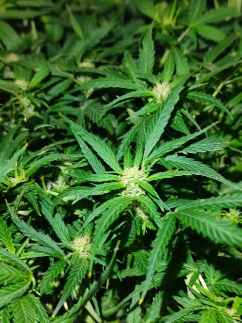 Hydro Aero French Eternity Grow Cup 2026. Week 8 - Jour 51