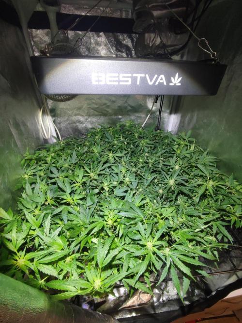 Hydro Aero French Eternity Grow Cup 2026. Week 8 - Jour 51