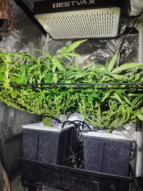 Hydro Aero French Eternity Grow Cup 2026. Week 8 - Jour 51