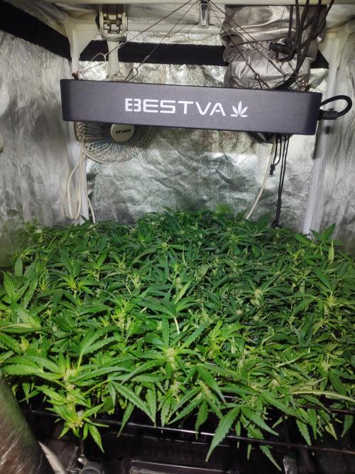 Hydro Aero French Eternity Grow Cup 2026. Week 8 - Jour 51