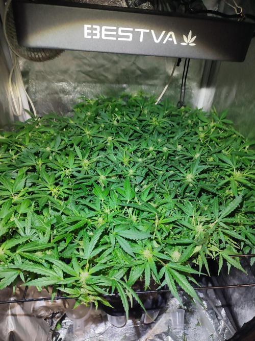 Hydro Aero French Eternity Grow Cup 2026. Week 8 - 52 jours