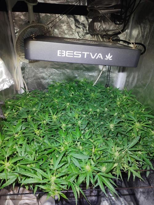 Hydro Aero French Eternity Grow Cup 2026. Week 8 - Jour 52