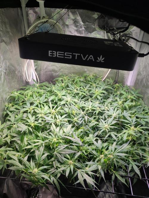 Hydro Aero French Eternity Grow Cup 2026. Week 8 - Jour 52