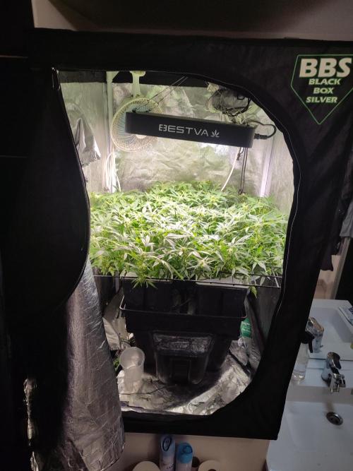 Hydro Aero French Eternity Grow Cup 2026. Week 8 - Jour 52