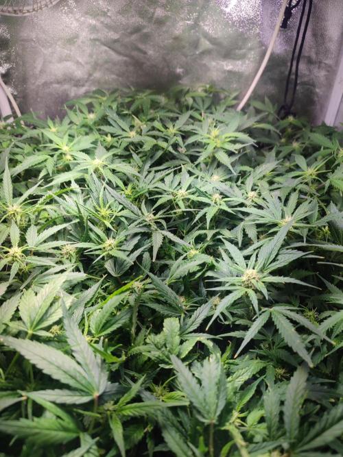 Hydro Aero French Eternity Grow Cup 2026. Week 8 - Jour 52