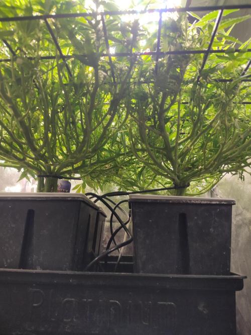 Hydro Aero French Eternity Grow Cup 2026. Week 8 - Jour 52