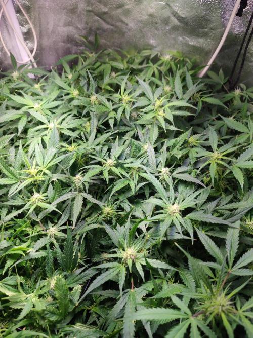 Hydro Aero French Eternity Grow Cup 2026. Week 8 - Jour 53
