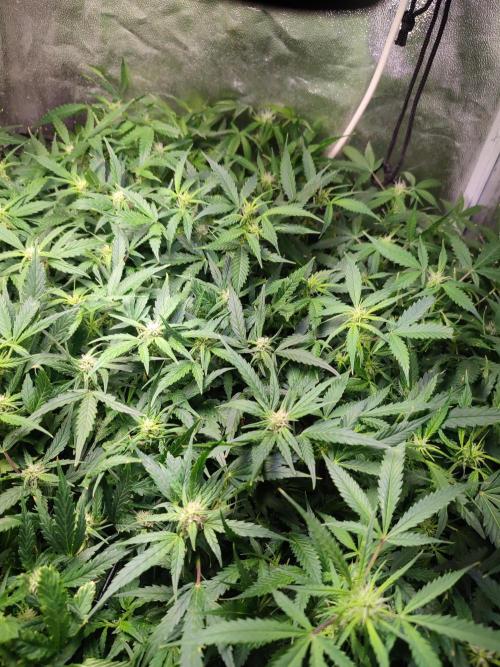 Hydro Aero French Eternity Grow Cup 2026. Week 8 - Jour 53