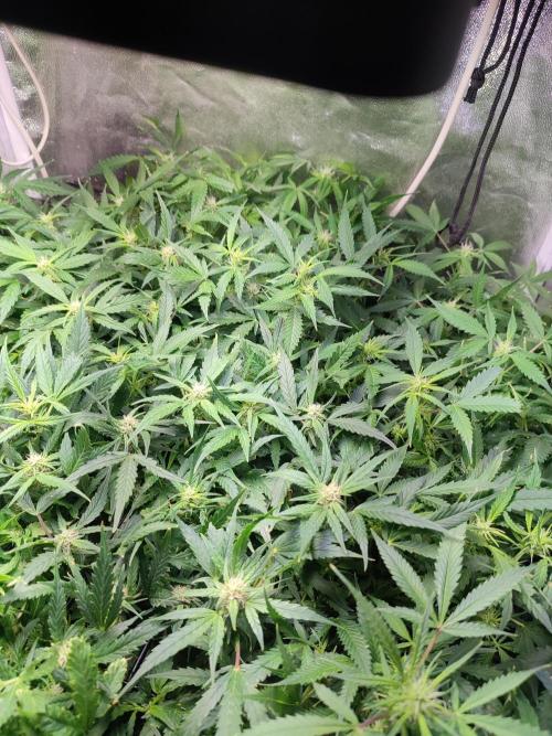 Hydro Aero French Eternity Grow Cup 2026. Week 8 - jour 53