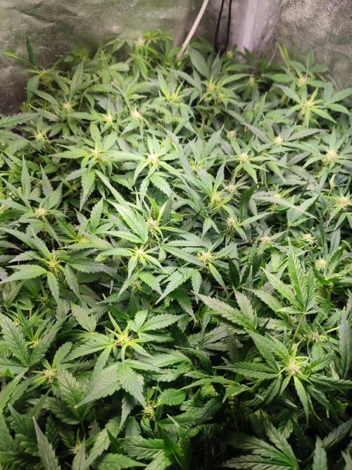Hydro Aero French Eternity Grow Cup 2026. Week 8 - Jour 53