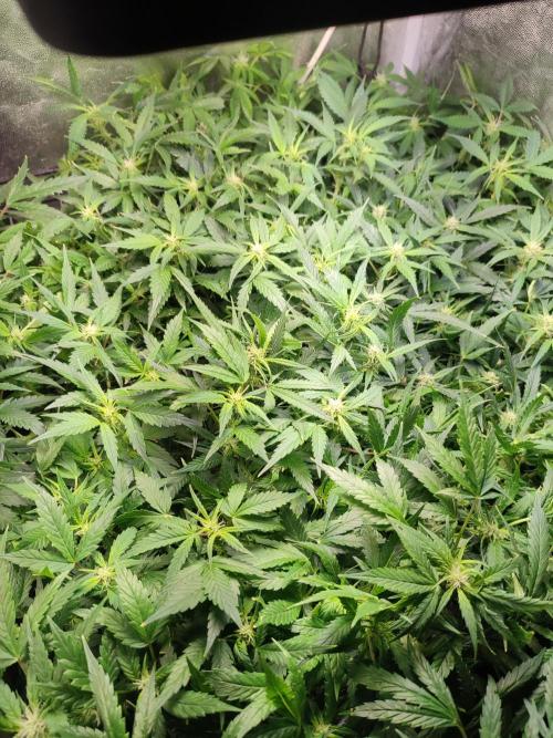Hydro Aero French Eternity Grow Cup 2026. Week 8 - Jour 53