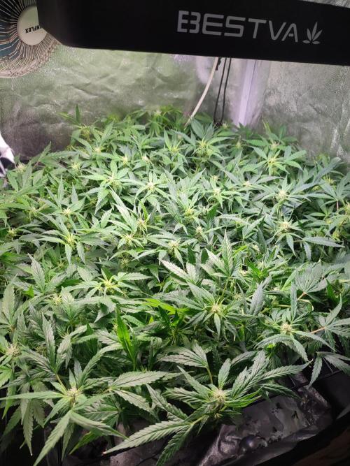 Hydro Aero French Eternity Grow Cup 2026. Week 8 - Jour 53
