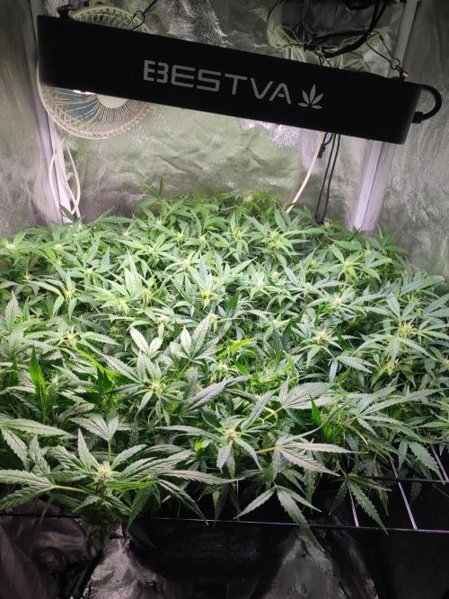 Hydro Aero French Eternity Grow Cup 2026. Week 8 - Jour 53