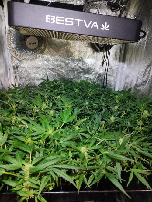 Hydro Aero French Eternity Grow Cup 2026. Week 8 - Jour 53