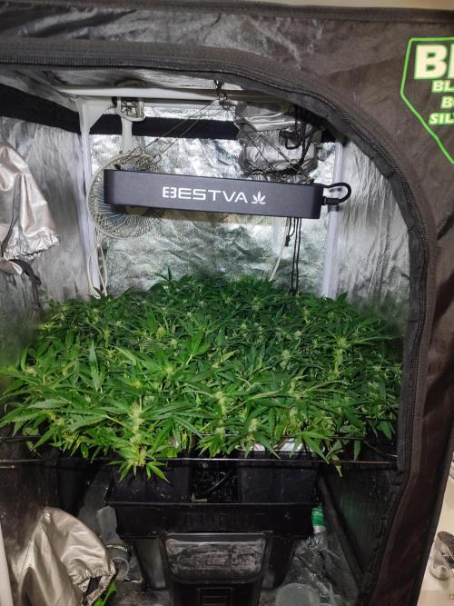 Hydro Aero French Eternity Grow Cup 2026. Week 8 - Jour 53
