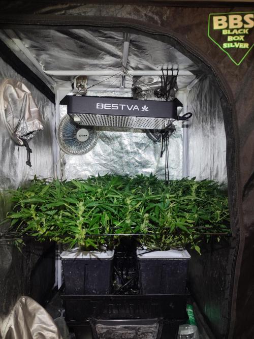 Hydro Aero French Eternity Grow Cup 2026. Week 8 - Jour 53