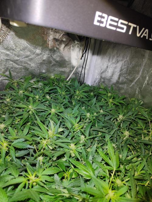 Hydro Aero French Eternity Grow Cup 2026. Week 8 - Jour 53