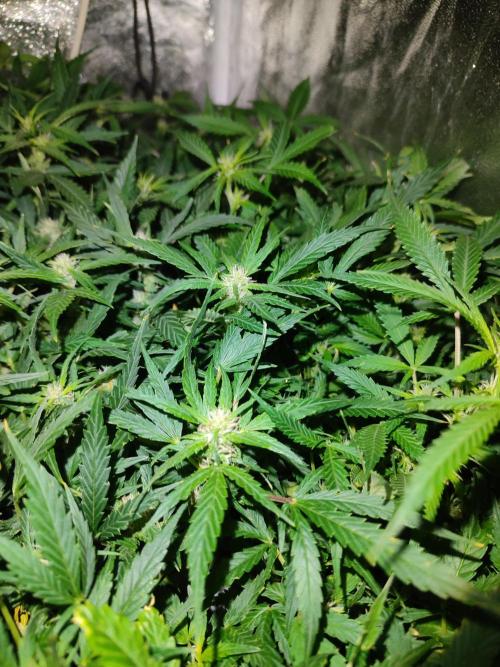 Hydro Aero French Eternity Grow Cup 2026. Week 8 - Jour 53