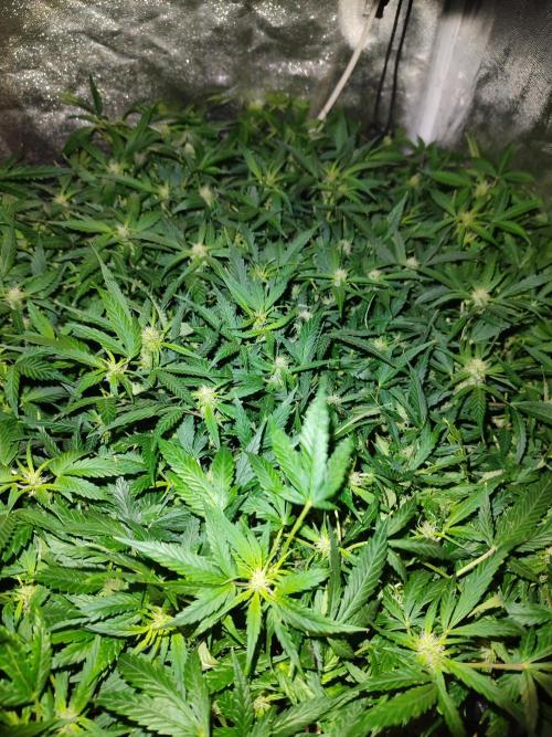 Hydro Aero French Eternity Grow Cup 2026. Week 8 - Jour 53
