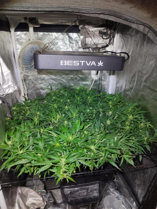 Hydro Aero French Eternity Grow Cup 2026. Week 8 - Jour 53