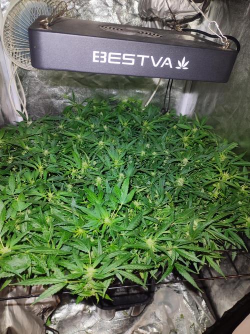 Hydro Aero French Eternity Grow Cup 2026. Week 8 - Jour 53