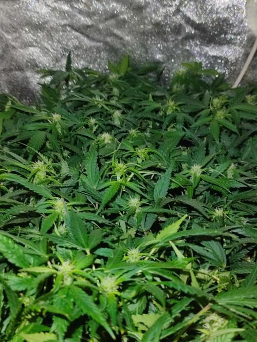 Hydro Aero French Eternity Grow Cup 2026. Week 8 - Jour 54