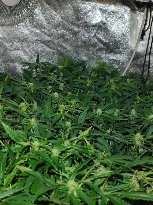 Hydro Aero French Eternity Grow Cup 2026. Week 8 - Jour 54