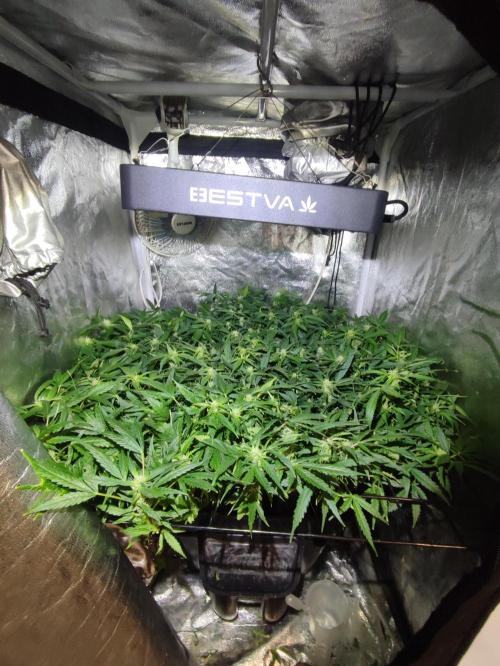 Hydro Aero French Eternity Grow Cup 2026. Week 8 - Jour 54