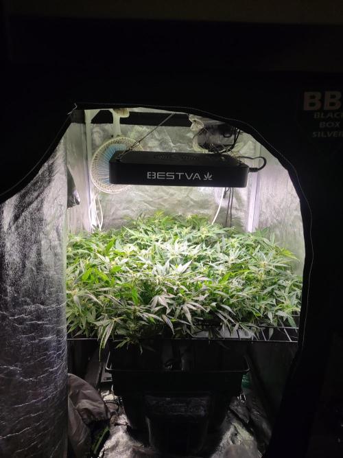Hydro Aero French Eternity Grow Cup 2026. Week 8 - Jour 55