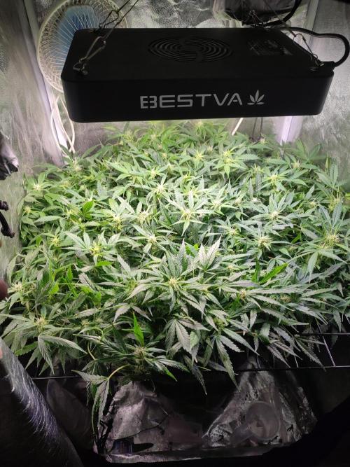 Hydro Aero French Eternity Grow Cup 2026. Week 8 - Jour 55