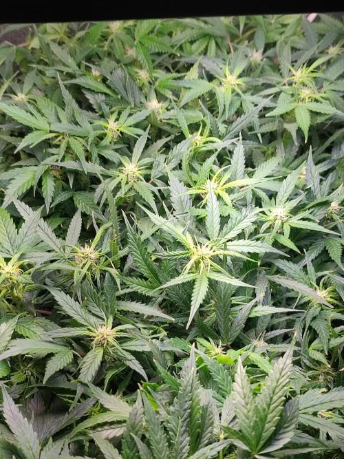 Hydro Aero French Eternity Grow Cup 2026. Week 8 - Jour 55