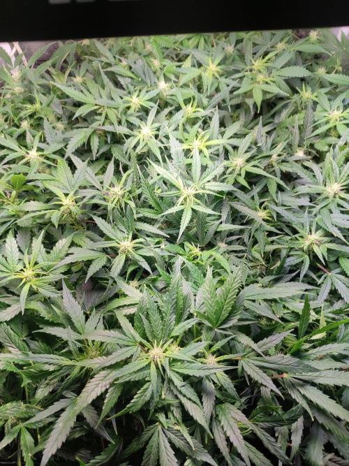 Hydro Aero French Eternity Grow Cup 2026. Week 8 - Jour 55
