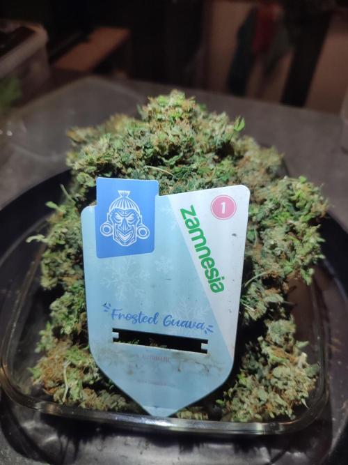 Frosted guava vs Lemon Cherry Gelato. Week 14
