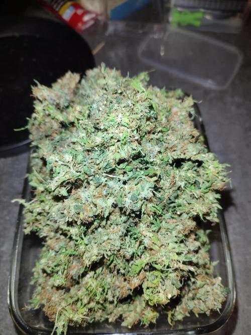 Frosted guava vs Lemon Cherry Gelato. Week 14