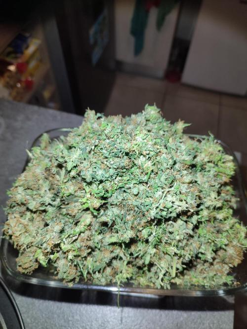 Frosted guava vs Lemon Cherry Gelato. Week 14